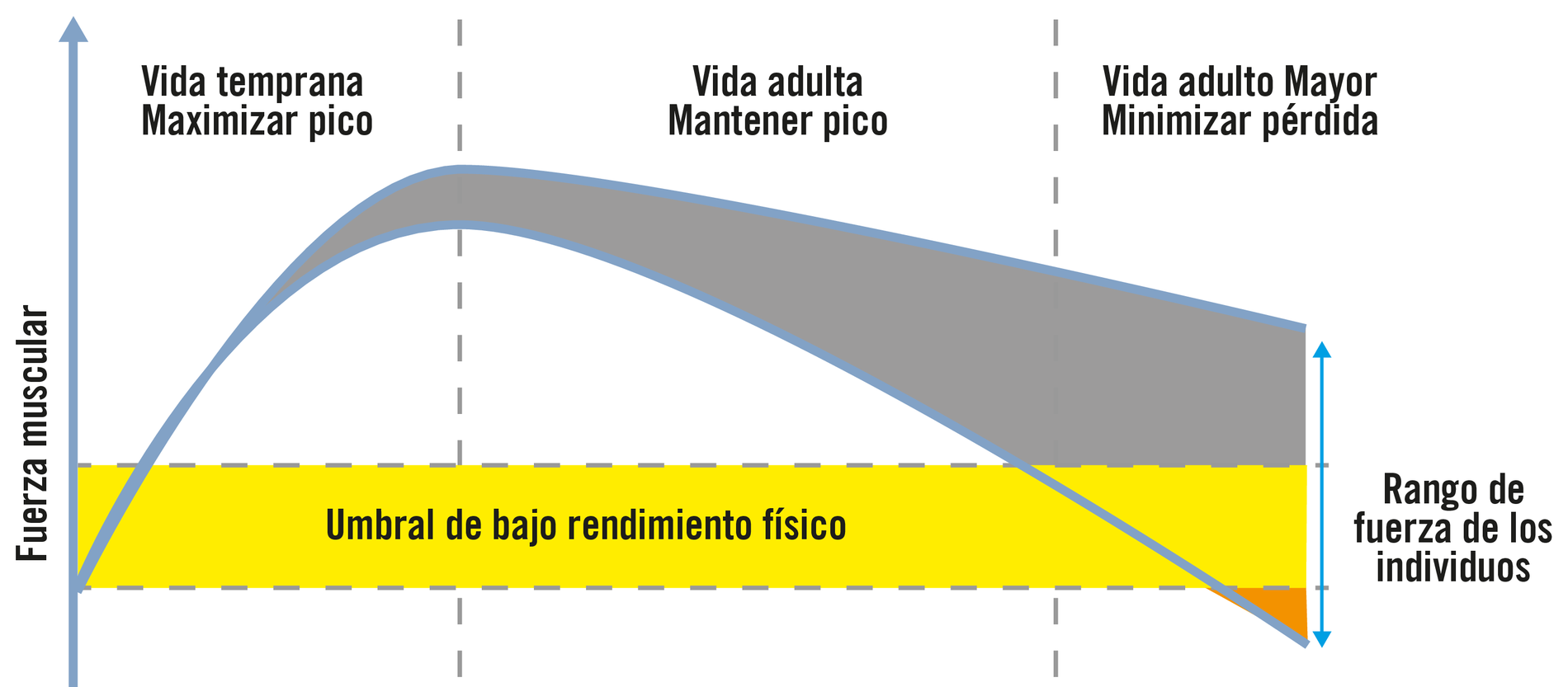 Curva de fuerza muscular a lo largo de la vida · maximizar el pico en la juventud, mantenerlo en la adultez, minimizar la pérdida en la vejez