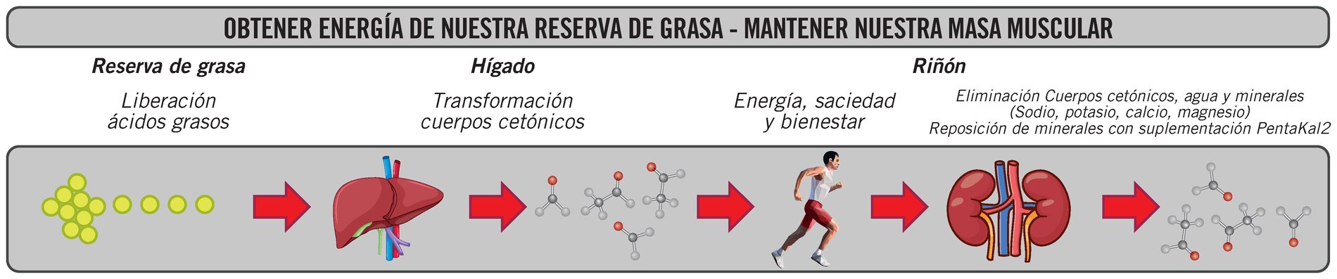 Mecanismo de cetosis: reserva de grasa, h&iacute;gado y ri&ntilde;&oacute;n