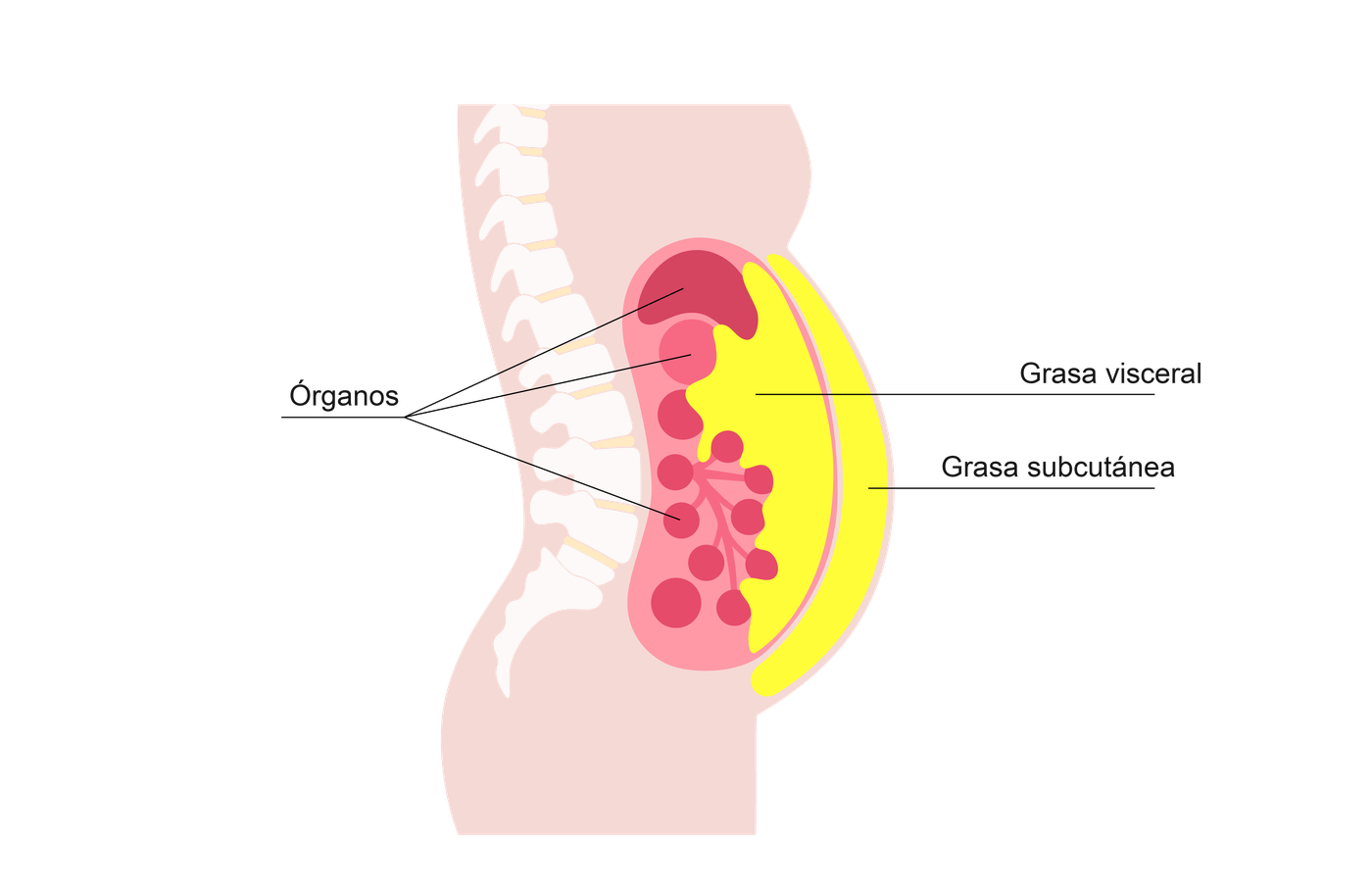 Diagrama de grasa visceral y grasa subcut&aacute;nea alrededor de los &oacute;rganos abdominales