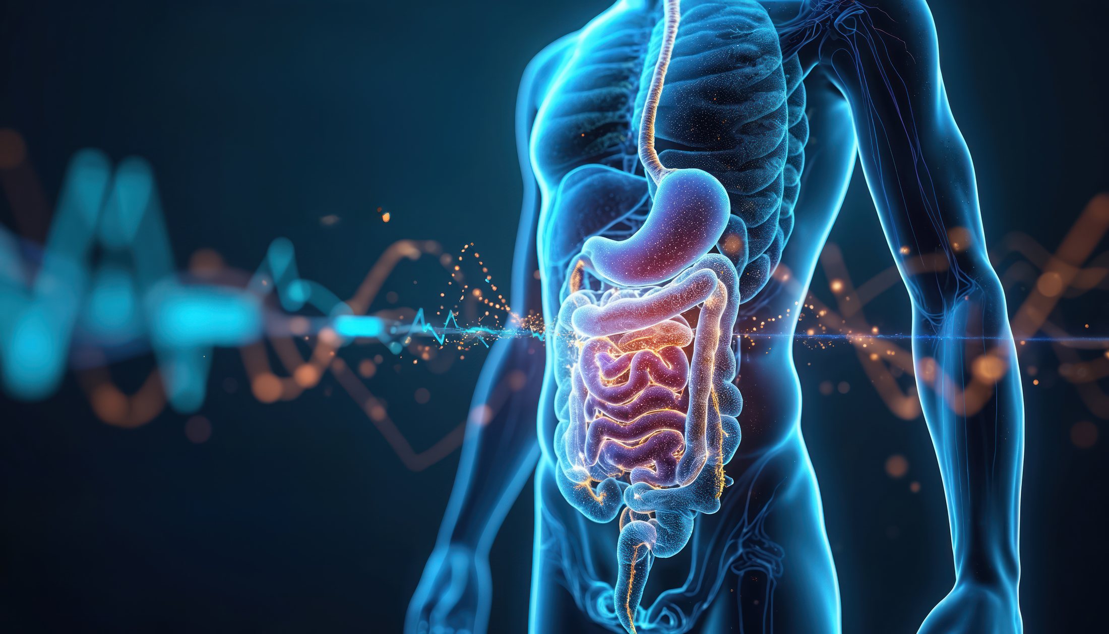 Ilustración médica del sistema digestivo humano resaltando estómago e intestinos, donde vive la microbiota